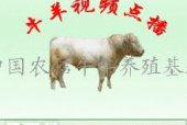 国产牛牛在线,创新游戏体验，引领休闲娱乐新潮流