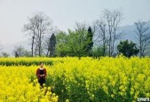 国产春色在线,探寻中国电影中的青春与色彩